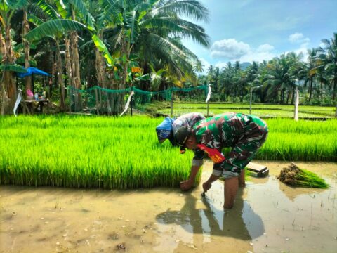 Kedekatan Babinsa Dengan Warga Binaan Wujudkan Swasembada Pangan, Membantu Petani Menaman Padi